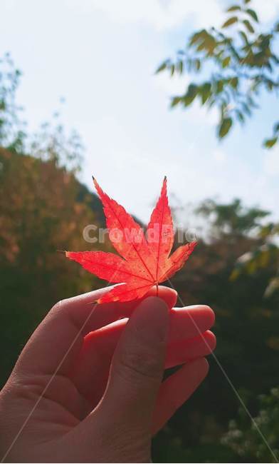fall,가을,단풍잎,maple,자연,red,가을,계절,fall,autumn,season,plant,식물,leaf,잎,tree,나무