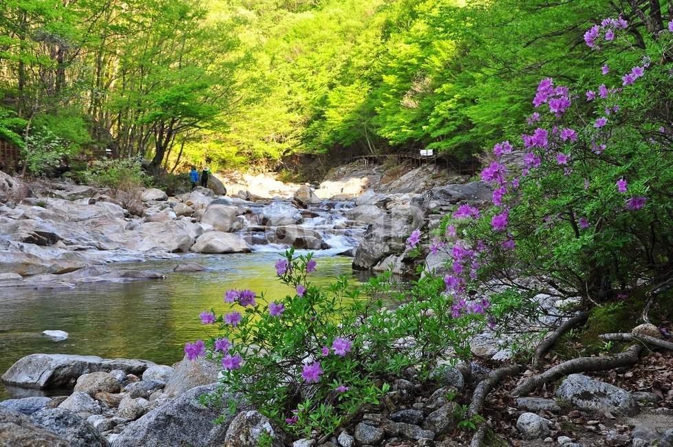 전북,남원,지리산,뱀사골,봄,수달래,계곡,water,물,nature,자연,outdoors,옥외,stream,흐름,creek,작은만,연두색,풍경,자연,풍경,nature,landscape,작은 만