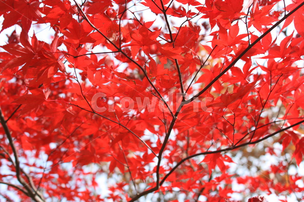 단풍,가을,산,자연,붉은,단풍나무,단풍잎,가을,계절,fall,autumn,season,leaf,잎,plant,식물,tree,나무,maple