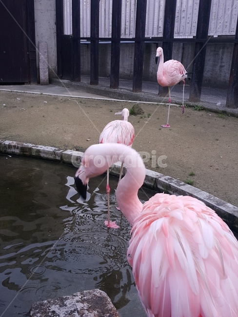 동물원,홍학,새,새사진,동물,동물사진,동물,animal,조류,새,birds