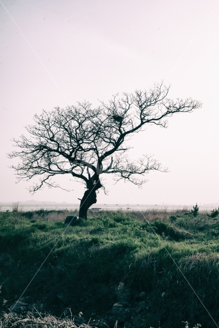 자연,자연사진,풍경,풍경사진,나무,풀,잔디,배경,nature,naturephoto,naturephotography,landscape,tree,grass,background,backgroundphoto,backgroundphotography,자연,풍경,nature,landscape,plant,식물,tree trunk,나무 줄기