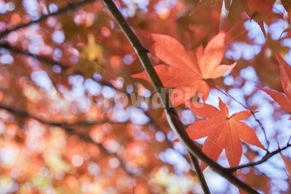 단풍,가을,낙엽,fall,autumn,단풍나무,가을,계절,fall,autumn,season,식물,자연,plants,nature,leaf,잎,plant,tree,나무