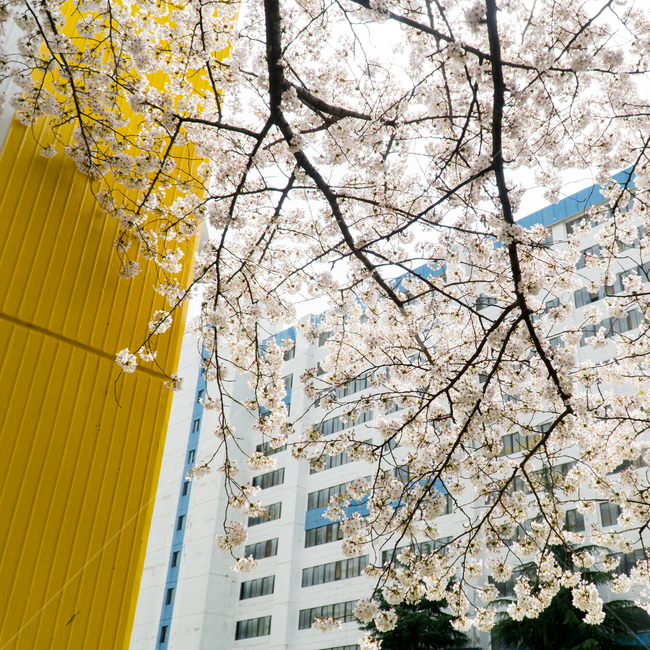 벚꽃,봄,자연,벚꽃놀이,부산,도시,풍경,city,landscape,식물,자연,plants,nature,꽃,flower,plant,blossom
