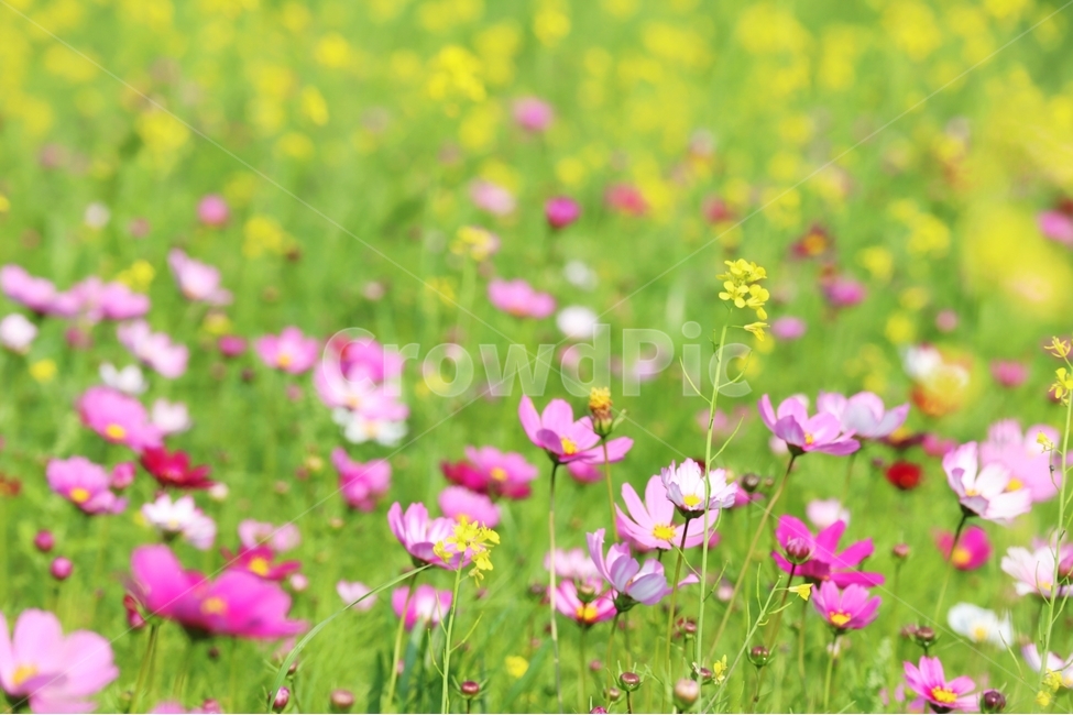 봄,황룡강변,유채,코스모스,장성,식물,자연,plants,nature,꽃,flower