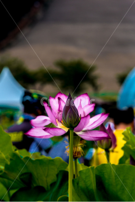 연꽃,연잎,문양,무늬,꽃봉오리,식물,자연,plants,nature,꽃,flower
