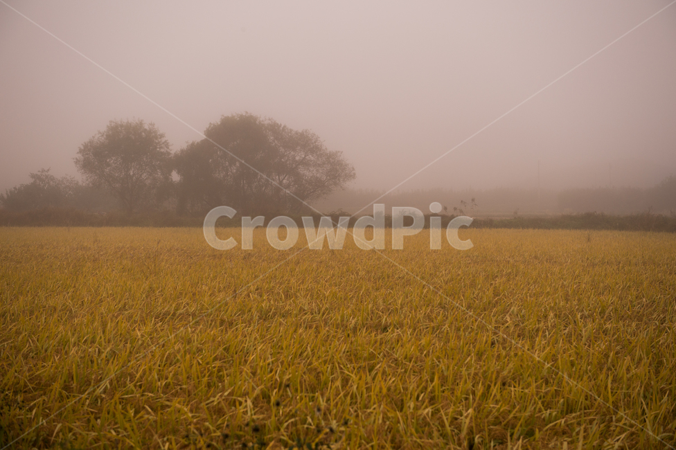 자연,weather,날씨,outdoors,옥외,fog,안개,nature,가을,추수,몽환적,안개자욱,가을추수,시골,풍경,벼농사