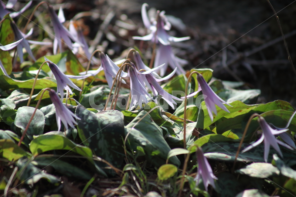 엘레지,엘리지,꽃,봄,erythroniumjaponicum,봄,계절,spring,season,식물,자연,plants,nature,꽃,flower,plant,blossom