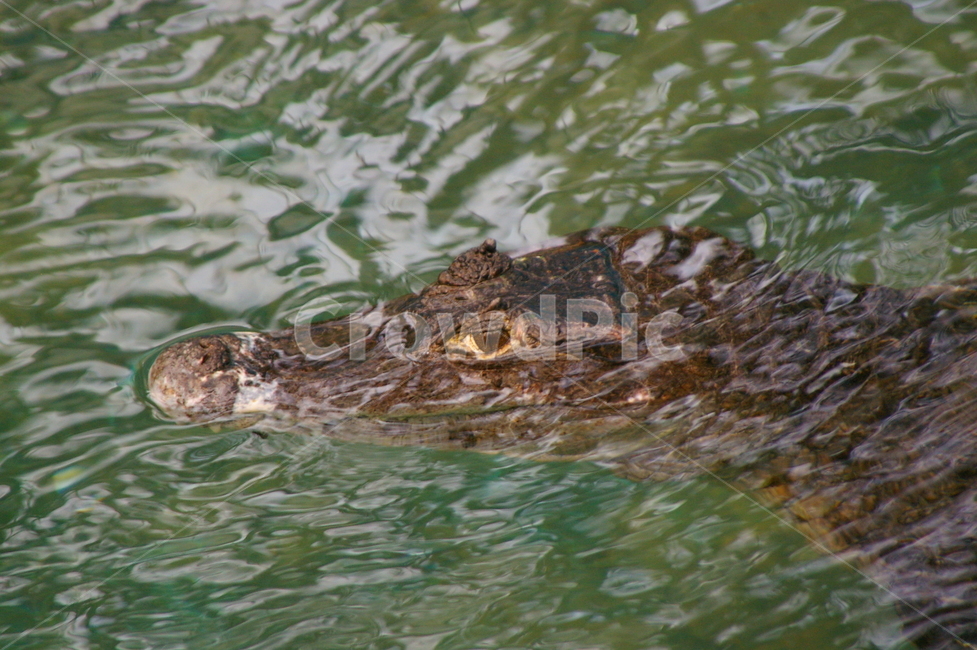 악어,동물,야생동물,crocodile,alligator,악어눈,눈,동물,animal,파충류,양서류,reptile,amphibian