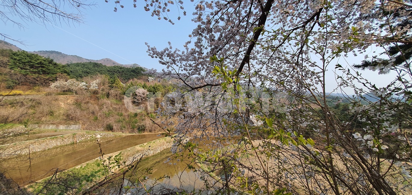 자연,식물,옥외,봄,벚꽃