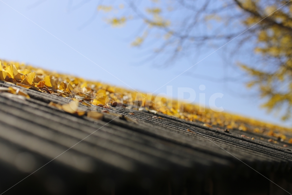 은행나무,단풍,가을,은행,노란색,분위기,풍경,시골,fall,autumn,season,자연,가을,계절,fall,autumn,season,한국전통,한국문화,korean traditional,korean culture