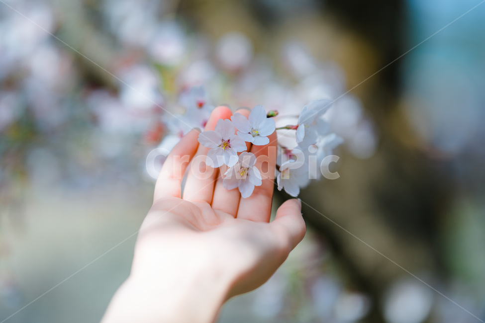 식물,봄,손,꽃축제,벚꽃,봄,계절,spring,season,식물,자연,plants,nature,꽃,flower