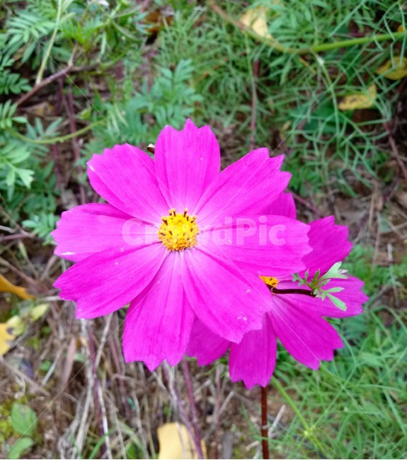 가을,코스모스,꽃,fallautumnseason,식물,가을꽃,plantflower,꽃잎,꽃술,autumnfallfeelingsensible,flower,식물,자연,plants,nature,꽃,flower
