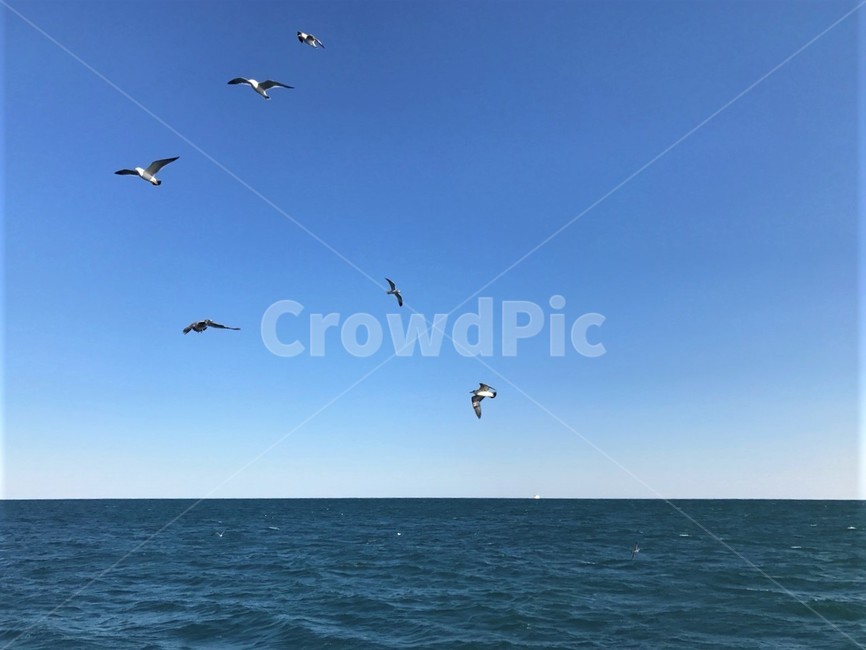 부산,바다,갈매기,하늘,busan,sea,seagull,sky