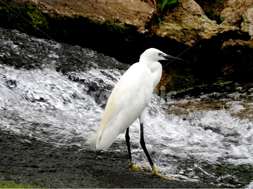 동물,새,외가리,조류,철새,동물,animal,조류,새,birds