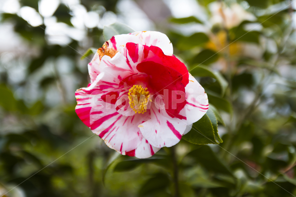 꽃사진,배경,여름,여름꽃,이쁜꽃,식물,자연,plants,nature,꽃,flower