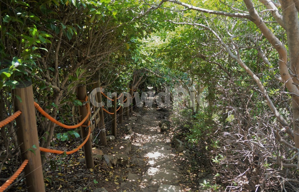 숲,나무,자연,계단,tree,nature,garden,정원,옥외