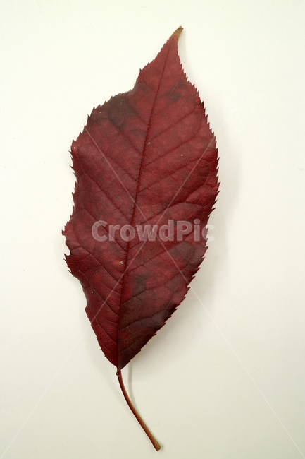낙엽,가을,나뭇잎,잎,잎사귀,계절,식물,자연,가을낙엽,fallenleaves,deadleaves,오브젝트,누끼,가을,계절,fall,autumn,season,plant,leaf,veins,정맥