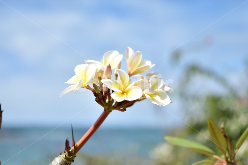 열대꽃,꽃,flower,fullblossom,bloom