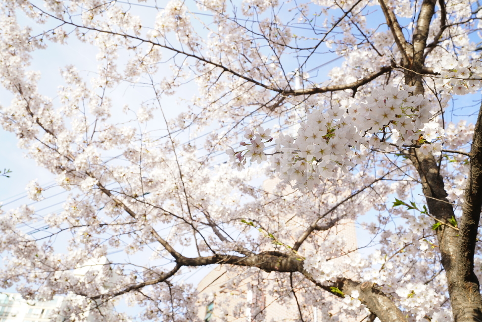 꽃,벚꽃,봄,계절,플라워,화이트,흰색,하얀색,생물,감성,느낌,식물,flower,spring,white,봄,계절,spring,season,식물,자연,plants,nature,꽃,flower,plant,blossom,cherry blossom