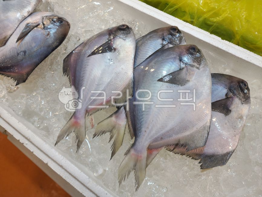 방어,바닷물고기,수산시장,생선,해산물,얼음,진열,국내산,신선도,바다생물,어패류,수산물,유통,판매,시장