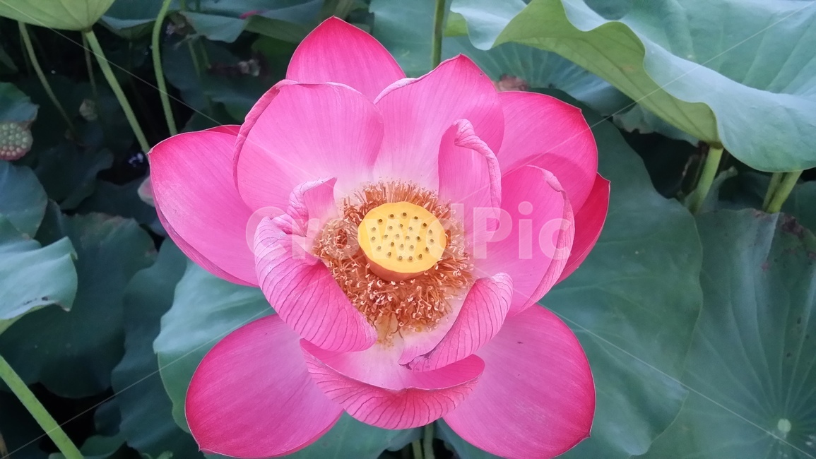 꽃,연꽃,부여,궁남지,충청남도,한국,관광지,핑크,분홍색,자연,nature,풍경,불교,절,lotus,여름,pink,7월,연자육,식물,자연,plants,nature,꽃,flower