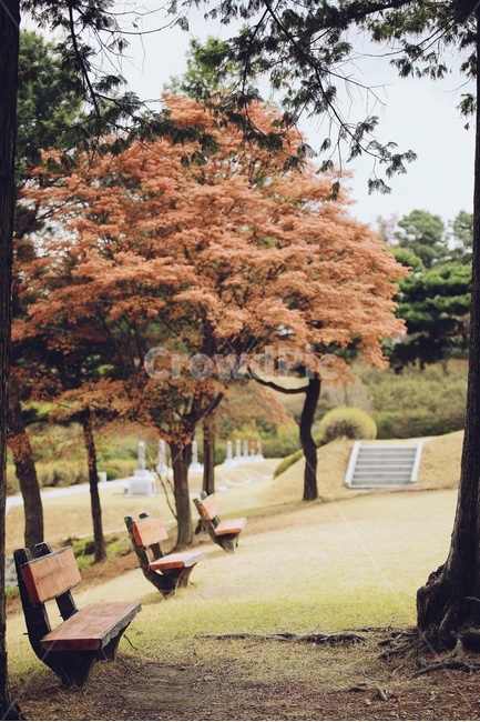 벤치,나무,공원,갈색,잔디,brown,tree,park,bench,식물,자연,plants,nature,나무,trees,wood