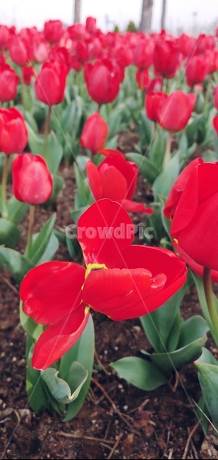 plant,식물,blossom,flower,꽃