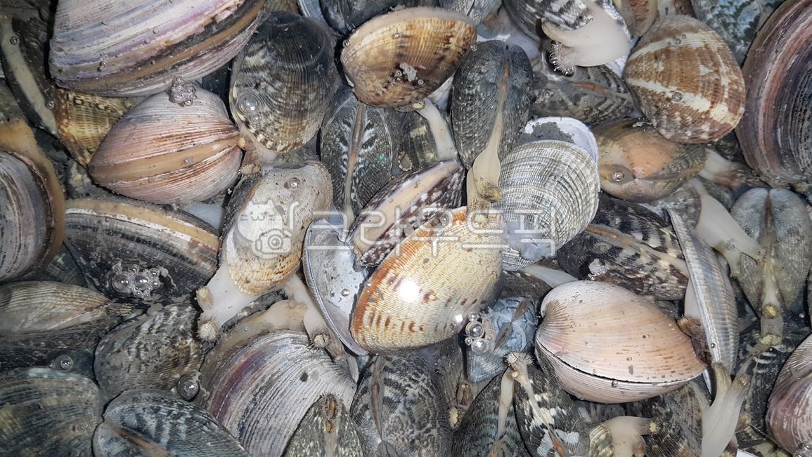 바지락,남해,조개,clam,해양생물