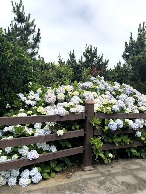 수국,꽃,제주도,제주,제주꽃,flower,plant,식물