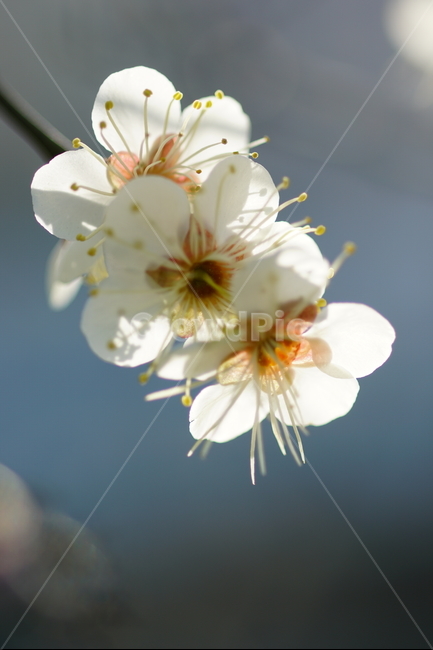 봄,매화,꽃사진,봄사진,자연,flower,봄,계절,spring,season,식물,자연,plants,nature,꽃,flower,plant