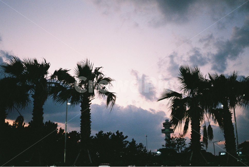 야자수,제주도,보라빛하늘,필름,film,jejuisland,jejudo,sjy,하늘,palmtree,감성사진
