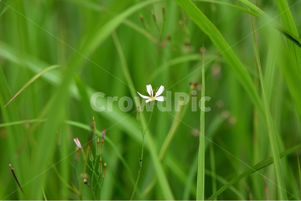 흰씀바귀,야생화,꽃,식물,자연,생태,플라워,flower,plants,nature,식물,자연,plants,nature,꽃,flower