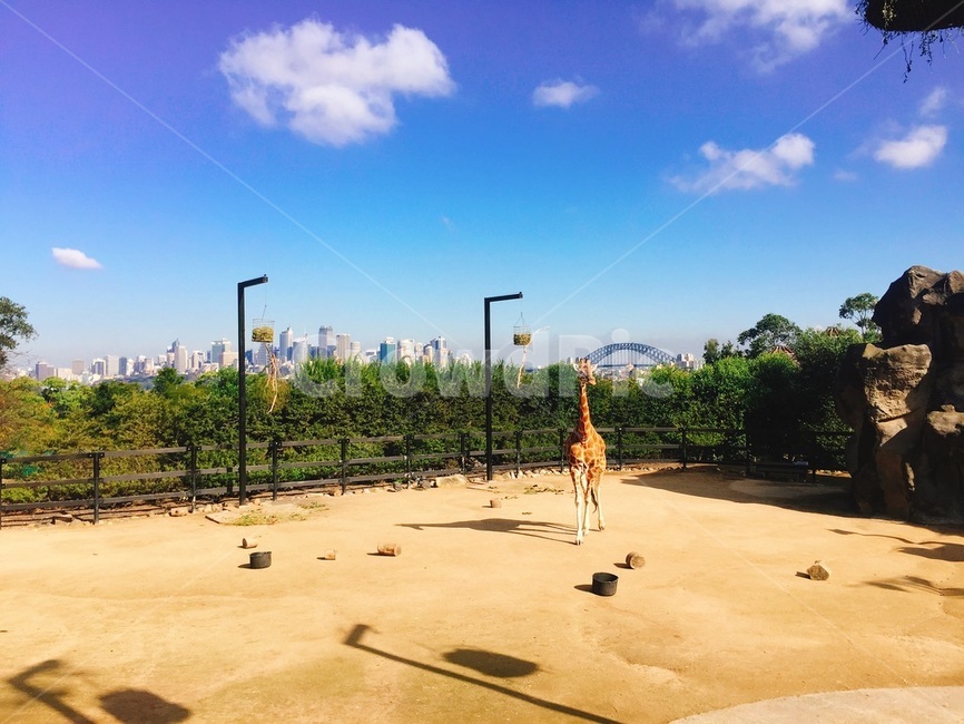 동물원,기린,동물,풍경,구름