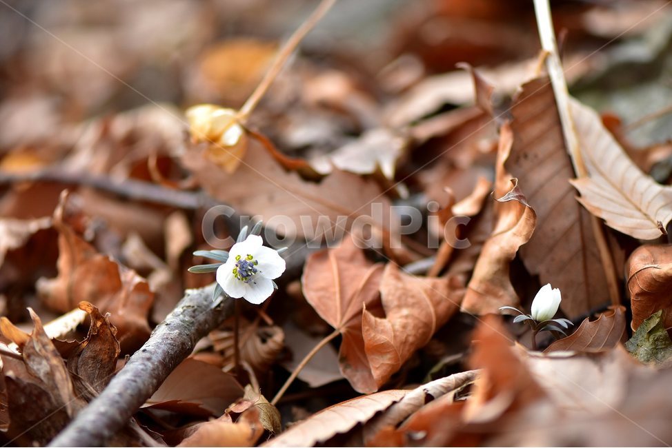 변산바람꽃,2018년,2월,야생화,꽃,생태,식물,자연,들꽃,산꽃,봄,감성,힐링,플라워,계절,시즌,wild,Flower,plants,nature,spring,season,배경,나무,목본,풀,초본,미나리아재비과,너도바람꽃속,flower,생태사진,봄꽃,거제도,봄,계절,spring,season,식물,자연,plants,nature,꽃,flower,plant,leaf,잎