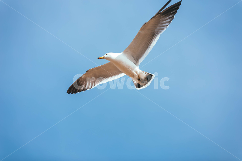 animal,갈매기,flying,동물,bird,새,seagull