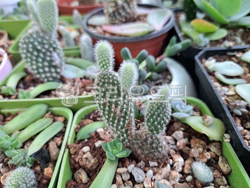 백도선,선인장,흰복숭아부채모양,다육식물,토끼선인장,눈사람선인장,honeybunny