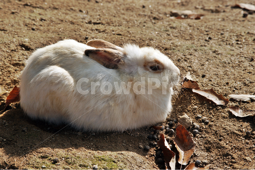 토끼,초식,포유동물,긴귀,굴,고기,털,동물,animal,포유류,mammal