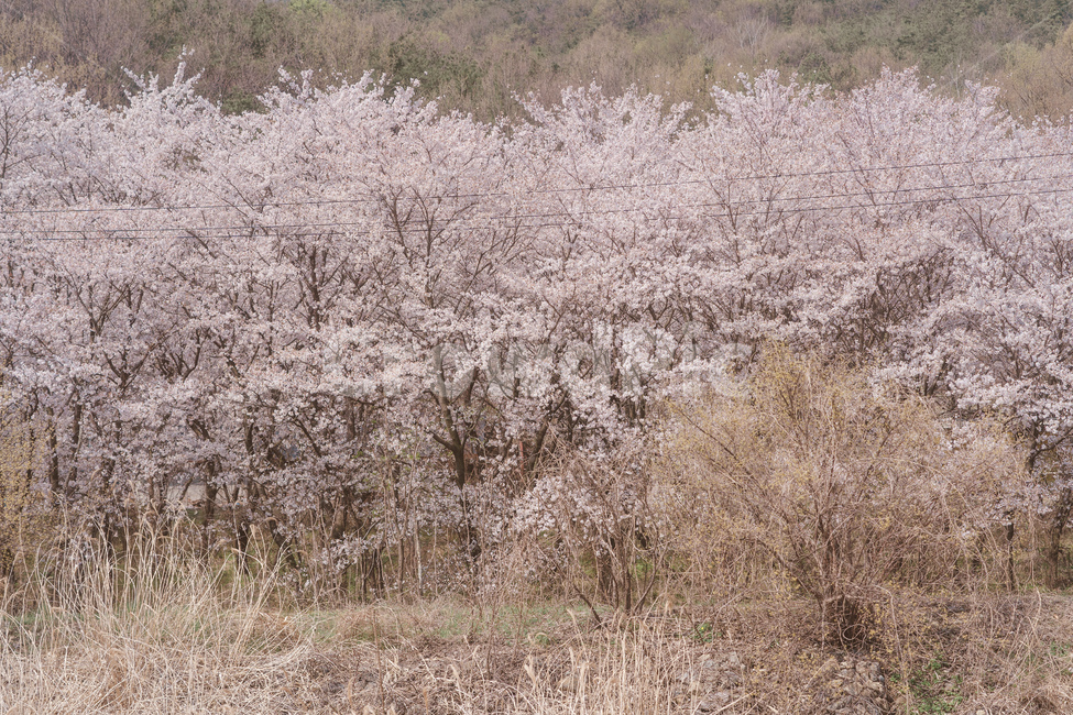 봄꽃,꽃,벚꽃,spring,자연,봄,계절,spring,season,자연,풍경,nature,landscape,plant,식물,flower,blossom