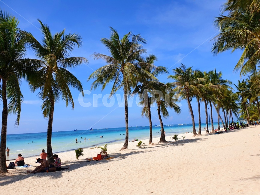 야자수,palmtree,모래사장,sandybeach,바다,해변,beach,tropical,boracay,보라카이,화이트비치,whitebeach,summer,여름,맑은,sunny,tree,나무,해변,바다,beach,sea