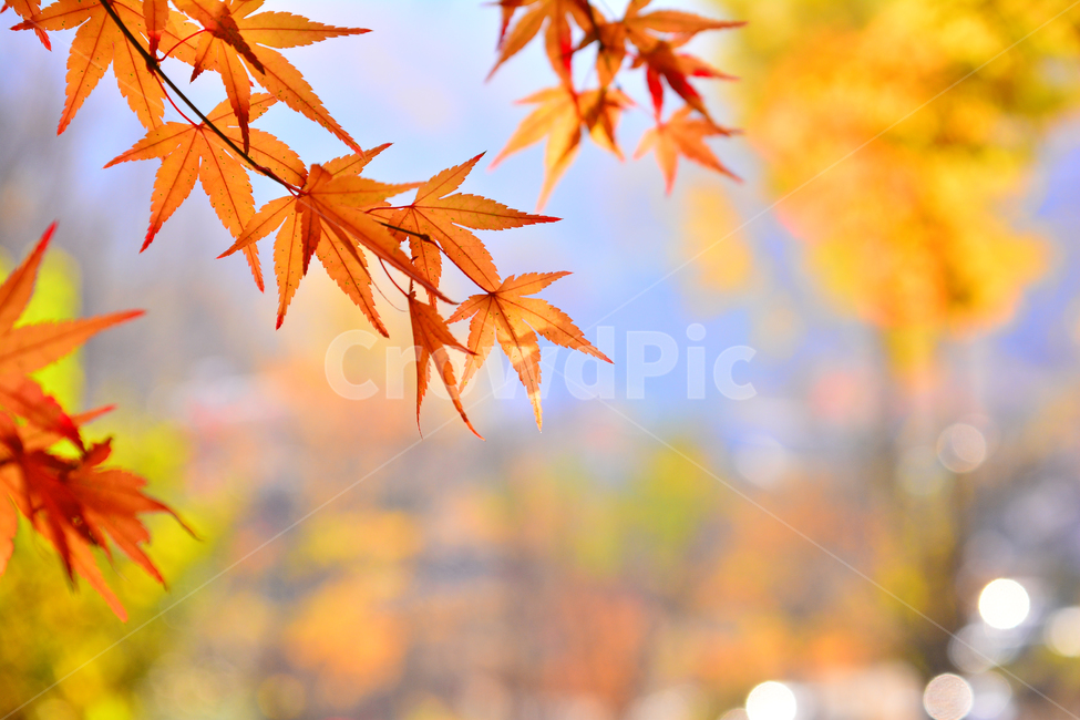 가을,가을배경,가을단풍,가을서정,가을분위기,가을느낌,fall,autumn,leave,나뭇잎,가을감성,느낌,계절,시즌,야외,메이플,maple,season,투명한,화려한,잎사귀,잎새,leaves,가을나무,주황색,빨강색,레드,red,배경,바탕,백그라운드,background,블루,가을,계절,fall,autumn,season,leaf,잎,plant,식물,tree,나무