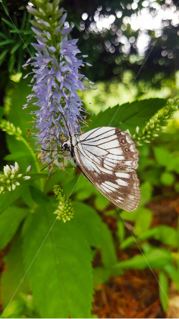 꽃,나비,자연,생물,butterfly,green,식물,풀,보라색꽃,nature,plants