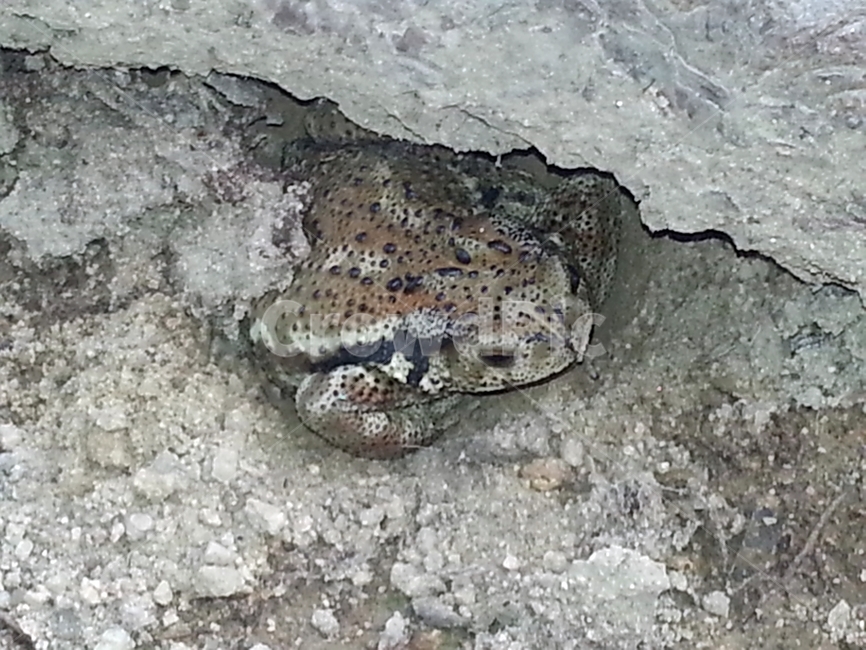 두꺼비,야생생물,동물,파충류,생물,파충류,양서류,reptile,amphibian