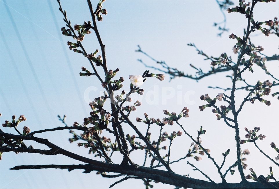 봄,봄꽃,벚꽃,벚나무,꽃,봄,계절,spring,season,식물,자연,plants,nature,꽃,flower,감성,sensible,feeling
