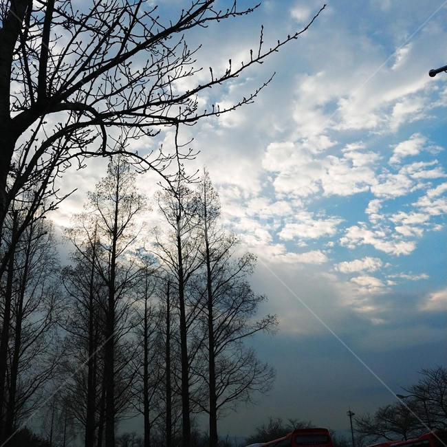 풍경,자연,감성사진,하늘,나무,겨울,청량함,자연,풍경,nature,landscape,tree,plant,식물