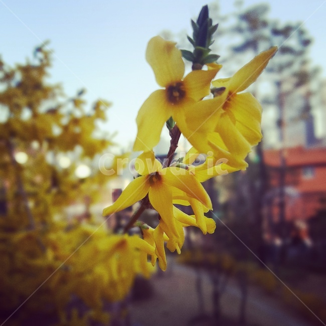 꽃,flower,식물,개나리,봄,시작,봄,계절,spring,season,plant,blossom