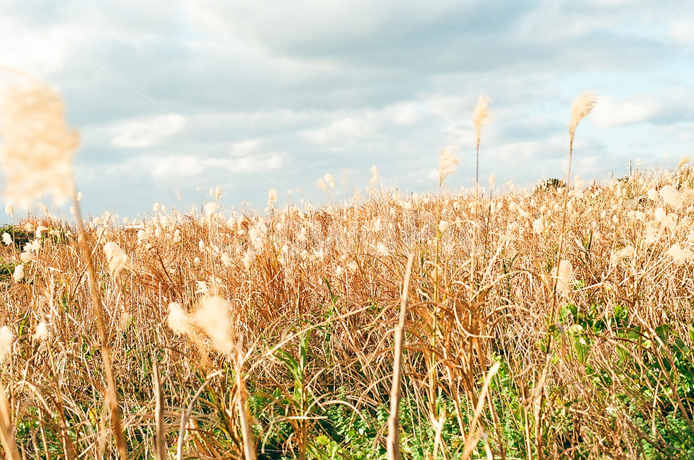 갈대,우도,제주도,갈대밭,풀숲,식물,plant,하늘,필름카메라,가을,계절,fall,autumn,season,자연,풍경,nature,landscape