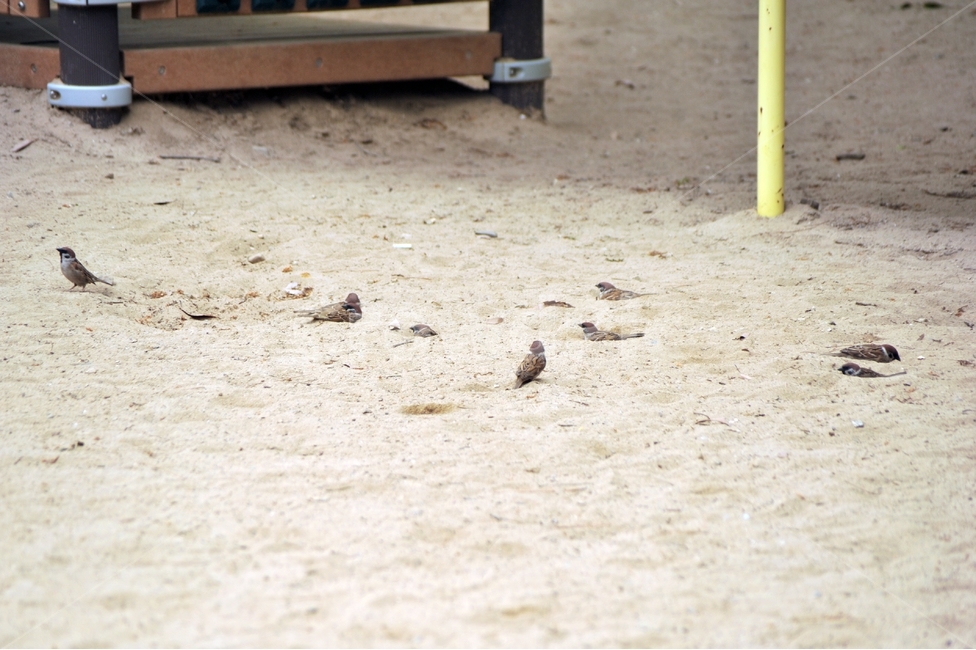 참새,새,텃새,passermontanus,조류,동물,animal,조류,새,birds