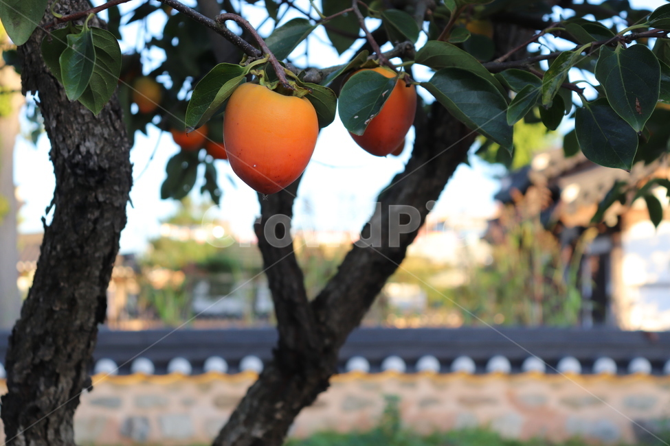 감,fruit,감나무,담장,식물,나무,과일,plant,food,음식,과일,열매,fruit