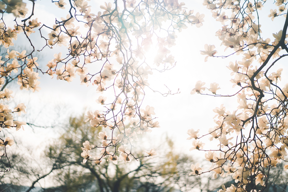 꽃,식물,목련,목련꽃,flower,plant,tree,magnolia,흰꽃