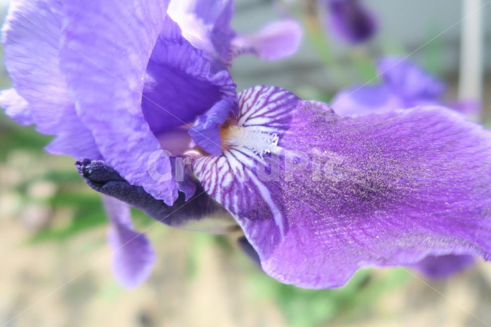 꽃,보라색,flower,purple,봄꽃,봄이미지,봄날,spring,꽃축제,flowers,식물,아름,자연,nature,붓꽃,식물,자연,plants,nature,꽃,flower